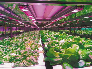 新鲜蔬菜工厂 造 重庆首家智能化植物工厂开始批量产出